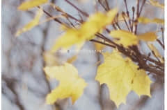 һ˵ǩ