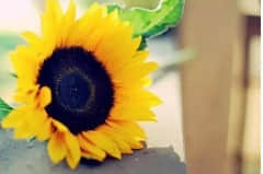 ľ˵˵
