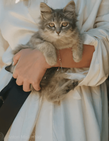 йڴ˵˵ȫ