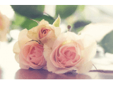 ʺȦع۵˵˵ȫ