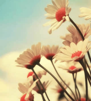 ʺϷȦľӣ75